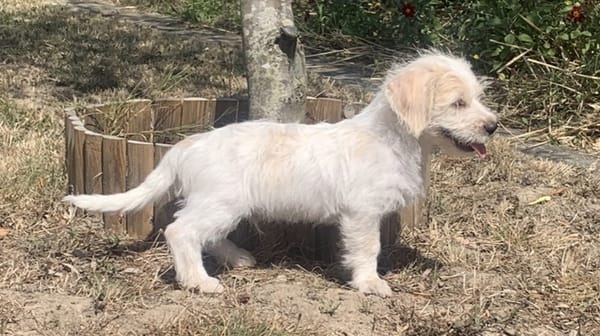 Aslan