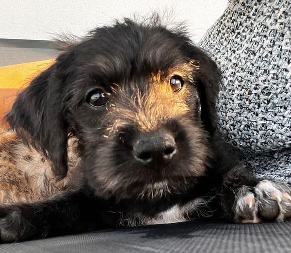 Manouchka