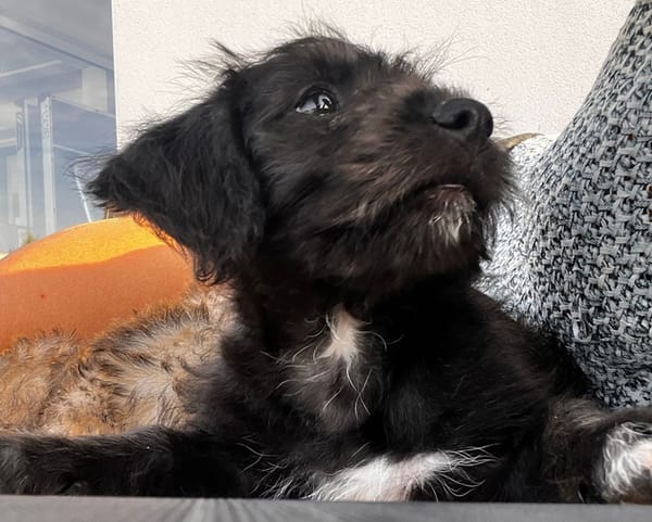 Manouchka