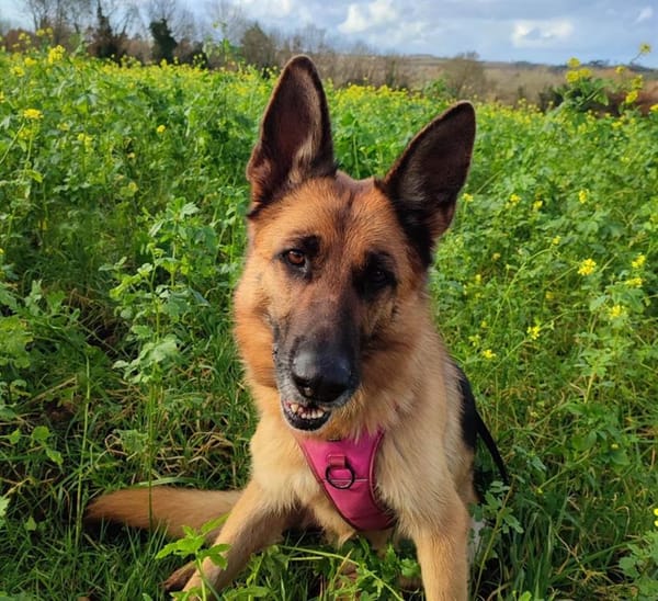 Orla