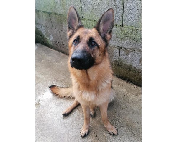 Orla