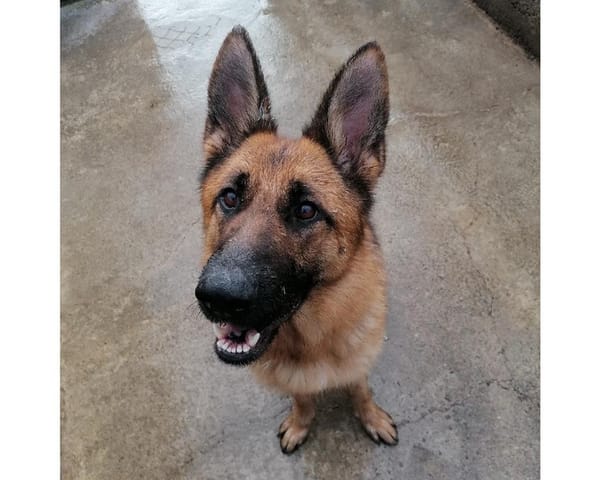 Orla