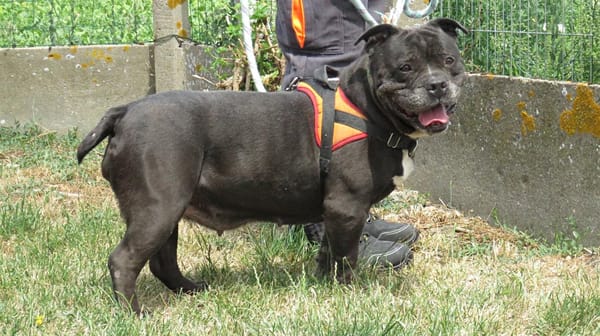 ORKA