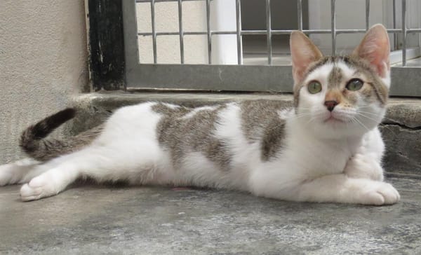 KITARA