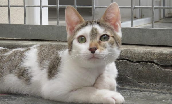 KITARA