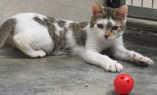 KITARA