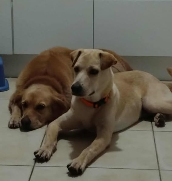 BUDY, le gentil créole !