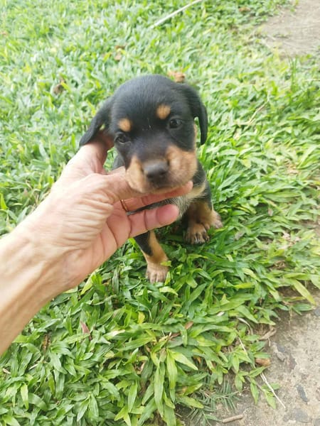 AUREA, baby girl de Gwada