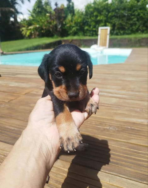 AUREA, baby girl de Gwada