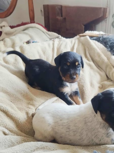 AUREA, baby girl de Gwada