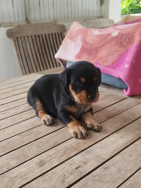 AUREA, baby girl de Gwada