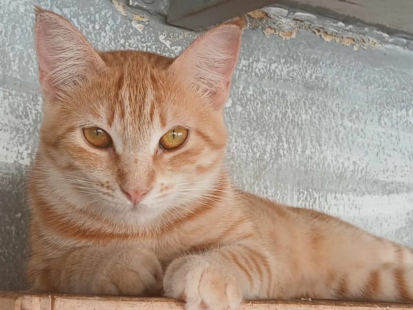 Lili, la belle rousse