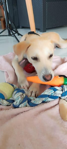 JULES, le doudou de Gwada