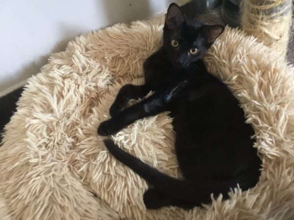 BAGHEERA