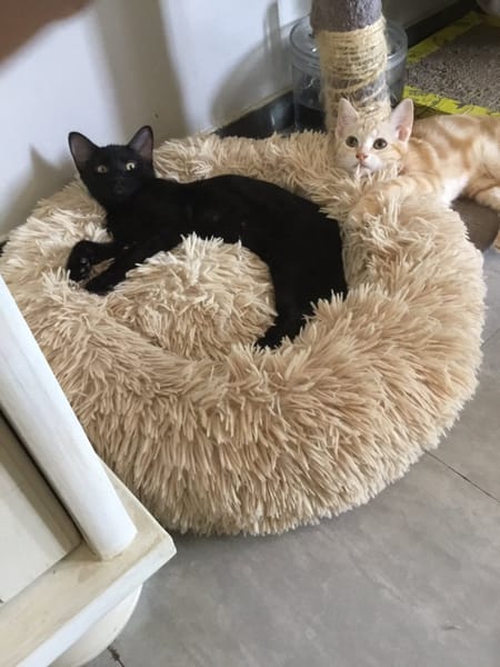 BAGHEERA