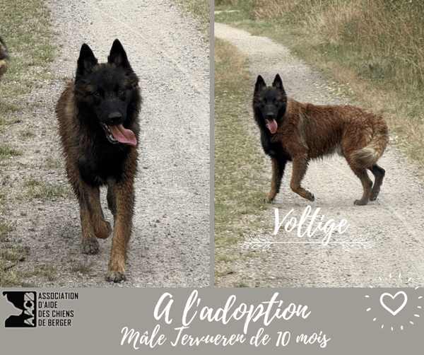 Voltige