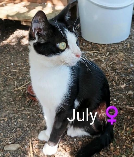 JULY toute jeune femelle