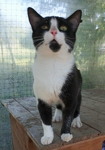OREO tout jeune matou