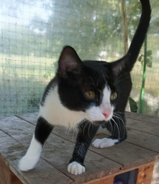 OREO tout jeune matou