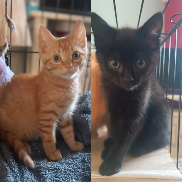 AZUR et ARTI