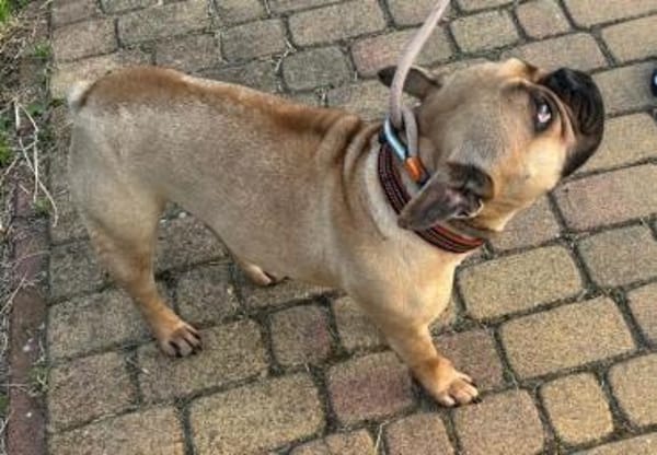 Hattie - ein kleines Powerpaket