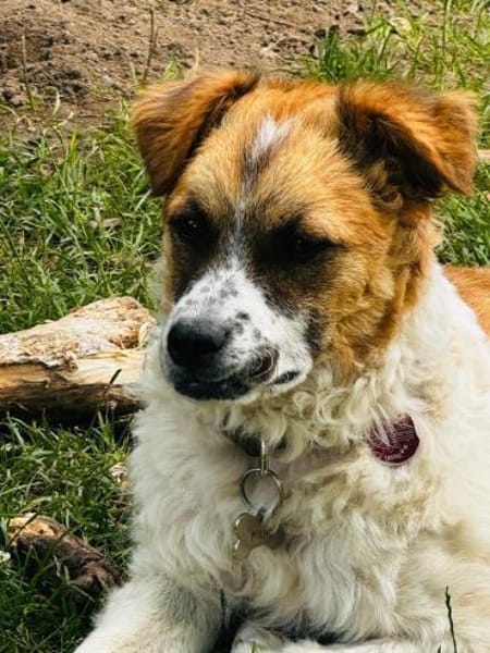 Vicky sucht ein neues Zuhause