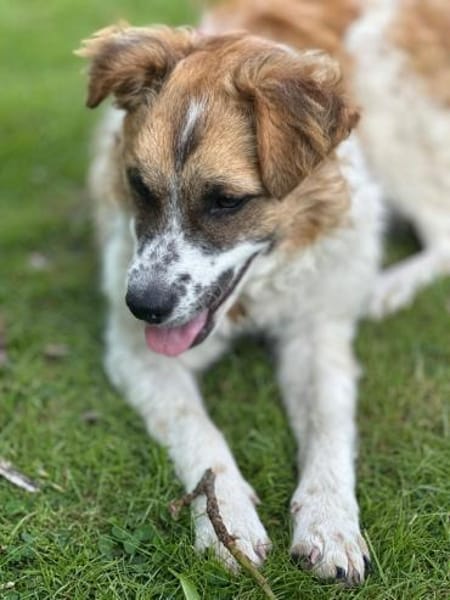 Vicky sucht ein neues Zuhause