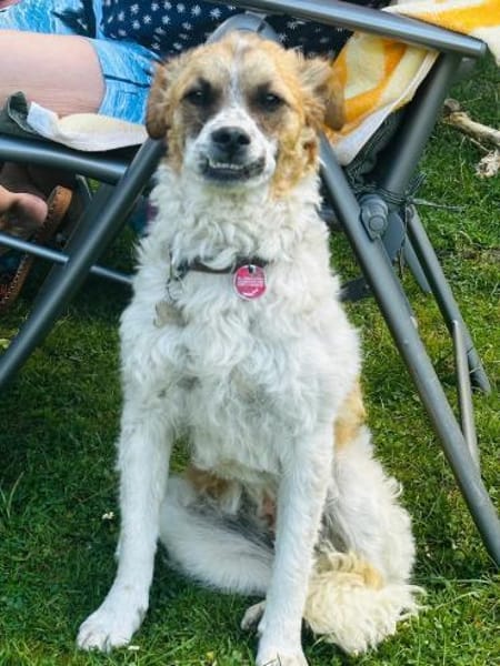 Vicky sucht ein neues Zuhause