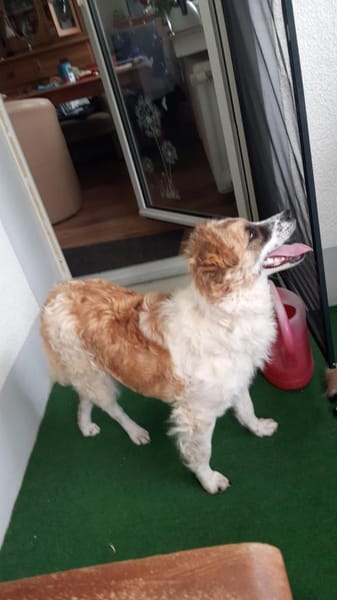 Vicky sucht ein neues Zuhause
