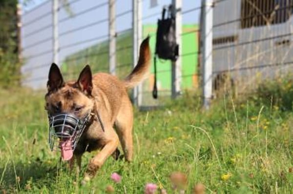 Wolf sucht rasseerfahrene Halter