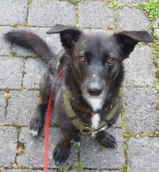 AMY DARF NICHT DURCHS RASTER FALLEN