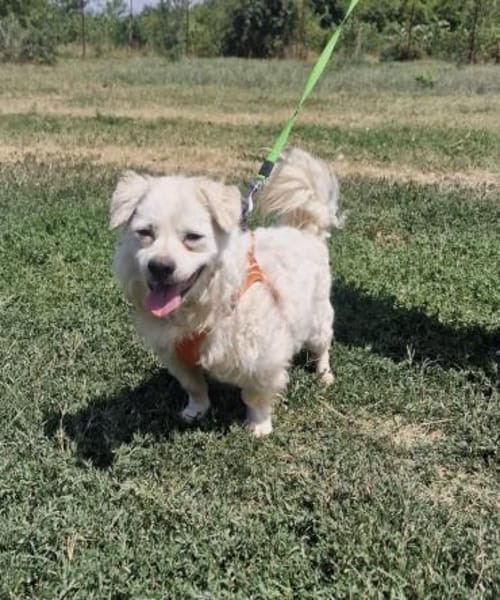 Toller Pekingesen Mix sucht Zuhause