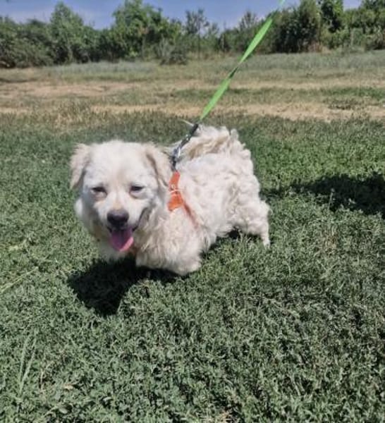 Toller Pekingesen Mix sucht Zuhause