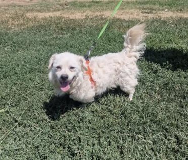 Toller Pekingesen Mix sucht Zuhause