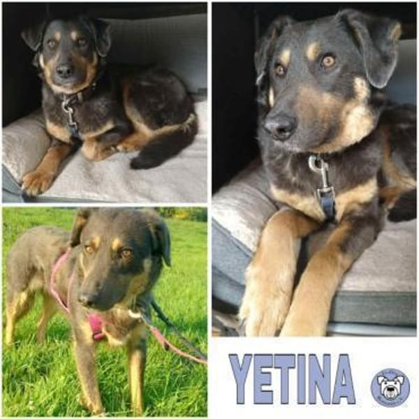 YETINA -möchte ankommen-
