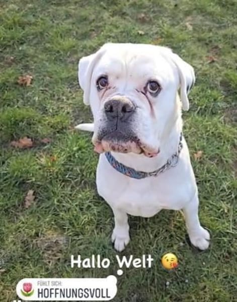 Tequila -  sucht seine Boxermenschen