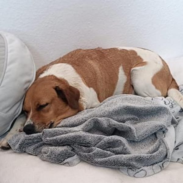Kanela - Kuschelmaus - VORGEMERKT