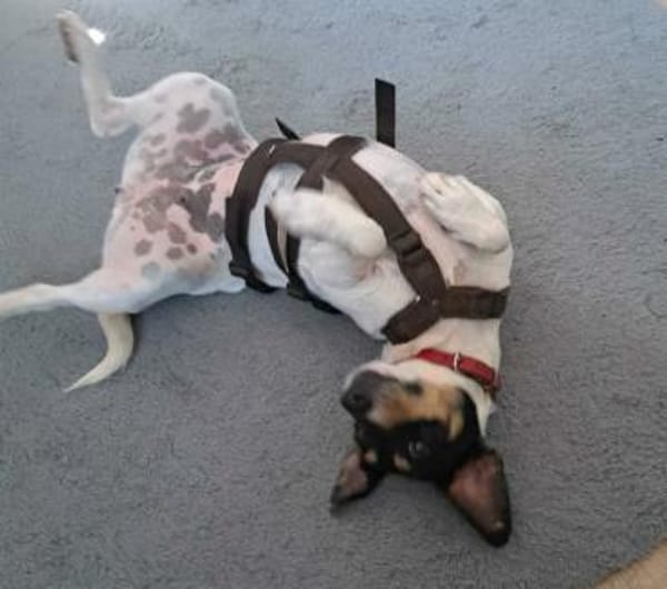 Jack Russel Fan`s aufgepasst: PIXIE :-)