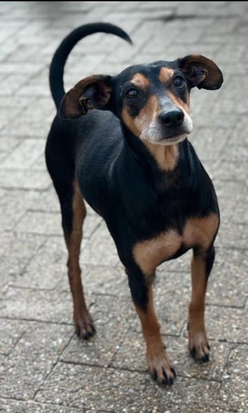 Tequila, Zwergpinscher, 6 Jahre