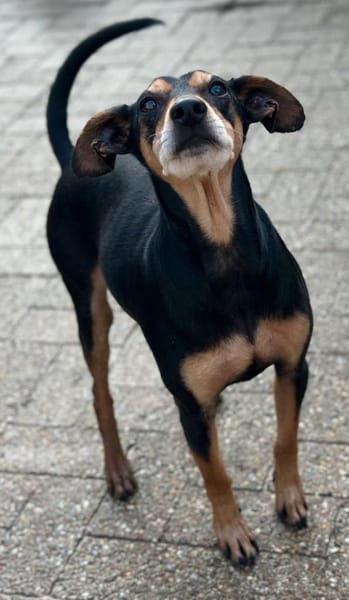 Tequila, Zwergpinscher, 6 Jahre