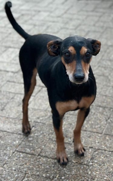Tequila, Zwergpinscher, 6 Jahre
