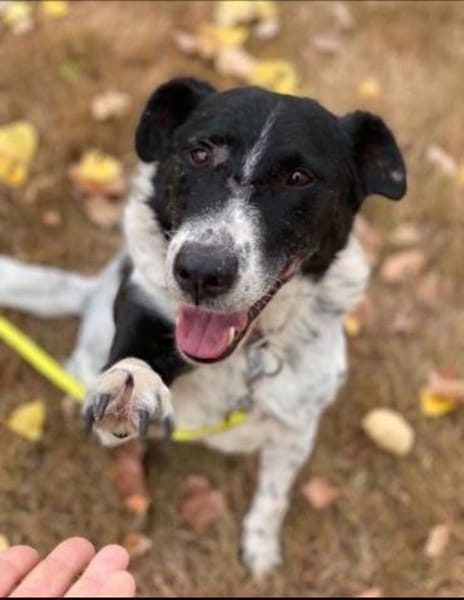 Tucker, Mischlingsrüde, 13 Jahre