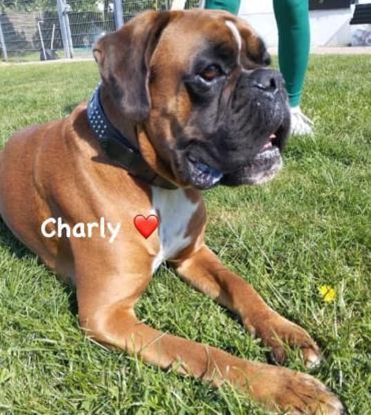 Charly - taffe Boxerleute gesucht