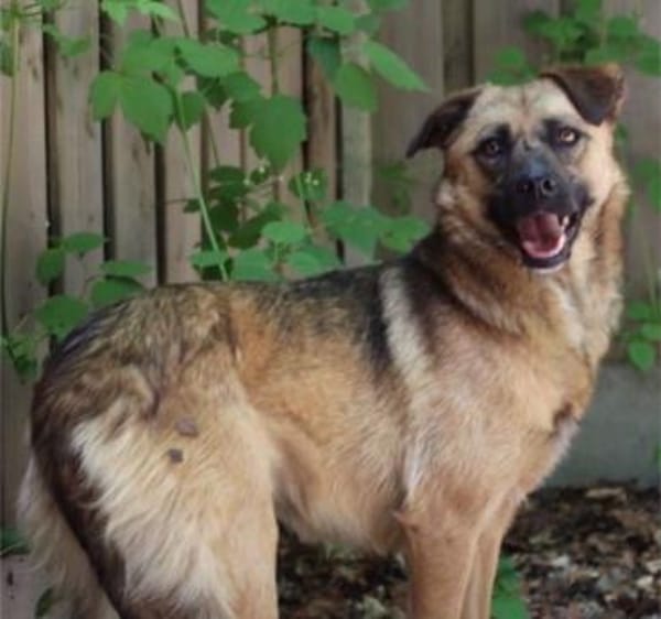 Rosi, Mischlingshündin, 4 Jahre