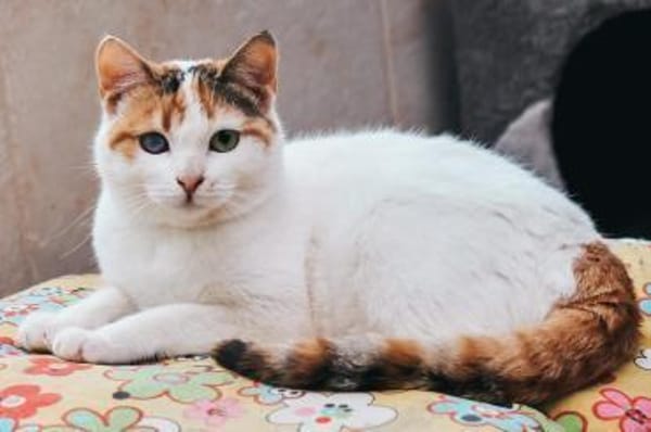 Wunderschöne Aylin sucht ruhiges Zuhause