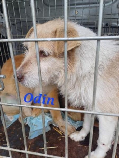 Odin sucht sein Zuhause