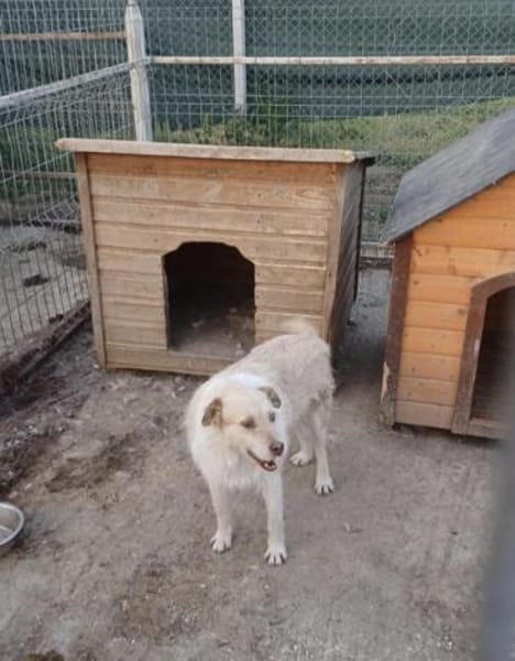Odin sucht sein Zuhause