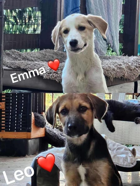 Welpen aus dem Tierschutz suchen zu Haus