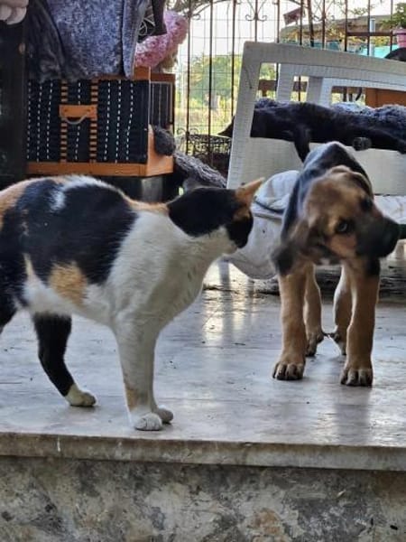 Welpen aus dem Tierschutz suchen zu Haus