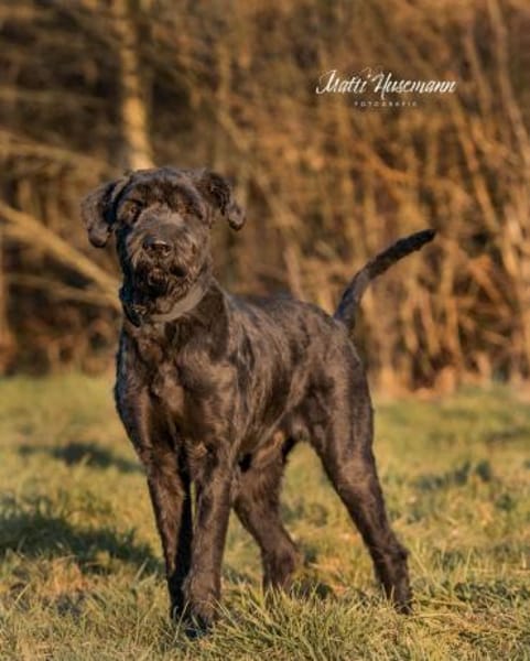 Gino, Riesenschnauzer, 5 Jahre